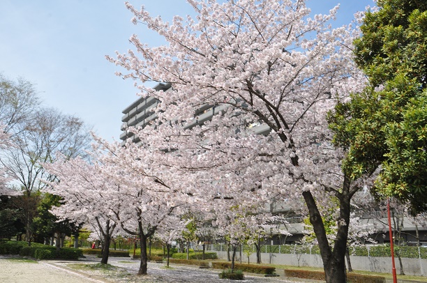 朝日さくら並木、桜、 | きまぐれフォトダイアリー - 楽天ブログ