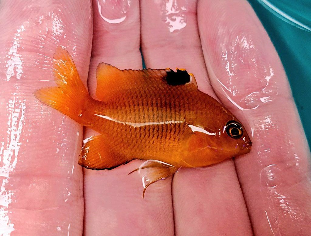 2ページ目の 魚採り 魚と日常ブログ 楽天ブログ