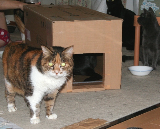 20151211猫箱ﾘﾐ07.jpg