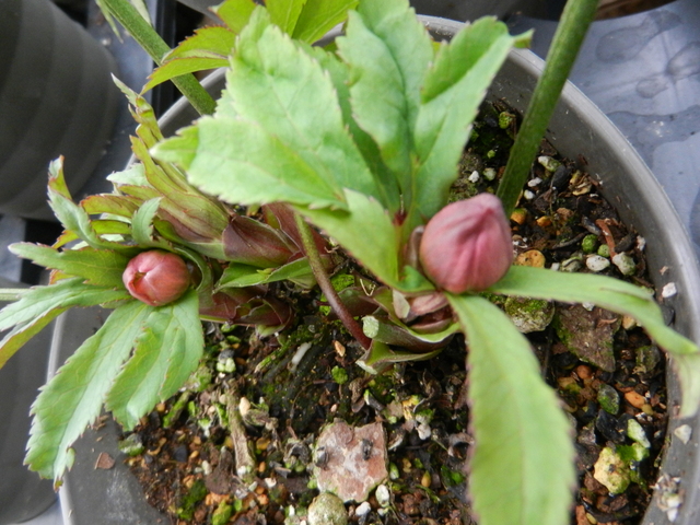 DSCN1036.JPG