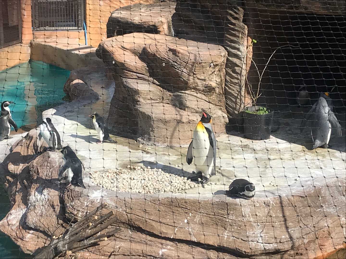 戻ってきたキンペーたち 今日は誰と会えるかな だいたい東山動植物園 楽天ブログ