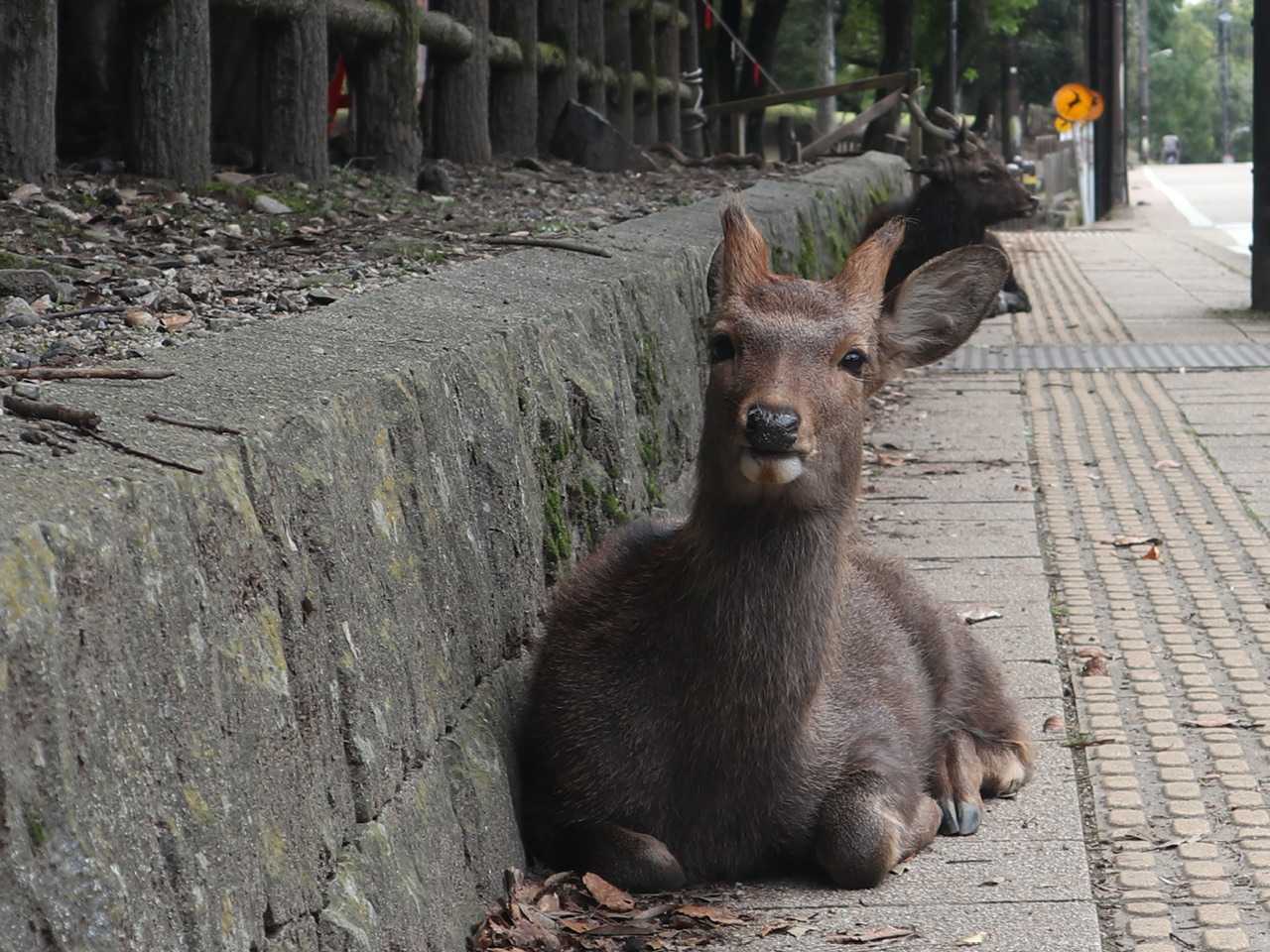 神鹿になったロクさん | うさぎの日々是好日 - 楽天ブログ