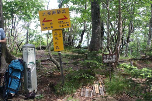 オオヤマレンゲ