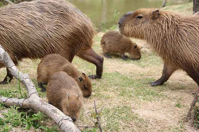 カピバラの赤ちゃん 常盤動物園 お城めぐり 楽天ブログ カピバラの赤ちゃん 常盤動物園 お城めぐり 楽天ブログ