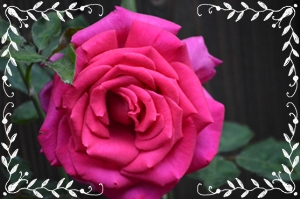 2012年6月 017.jpg