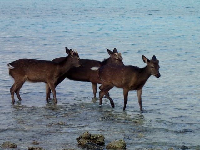 シカは 日本の山でよく見かける動物 アフリカにはいない 私設見逃してもいい動物園 楽天ブログ