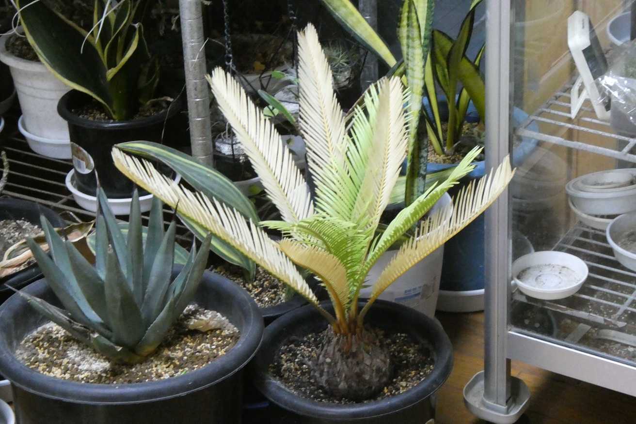 サイカス　レボルタ　イエローシャワー　ソテツ サイカス レボルタ イエローシャワー 斑入り ソテツ - メルカリ