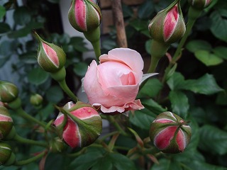 DSC01135.jpg