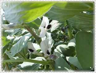 菜園　4月18日.JPG