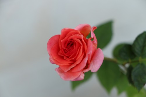2012.11.5 マカティー　パレス2.jpg