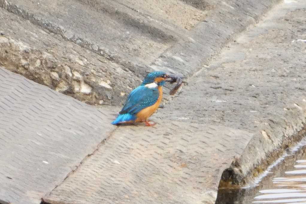515