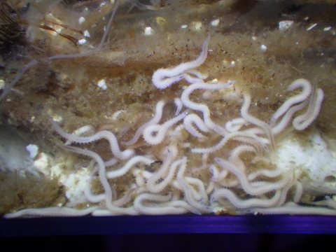 環形動物　多毛綱（Polychaeta）の種8