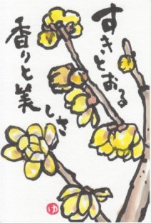 13213蝋梅1.jpg