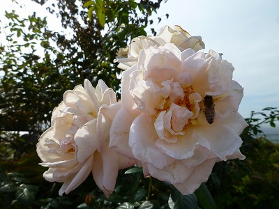 P1080193.jpg