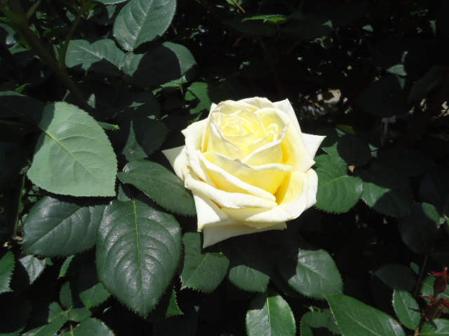 DSC01281.JPG