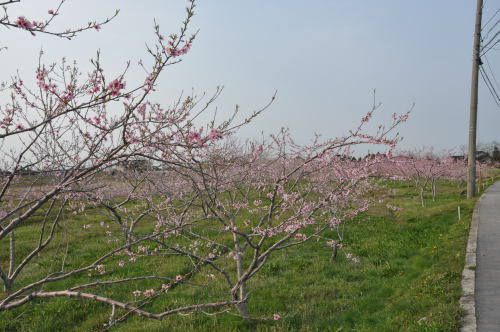 桃の花