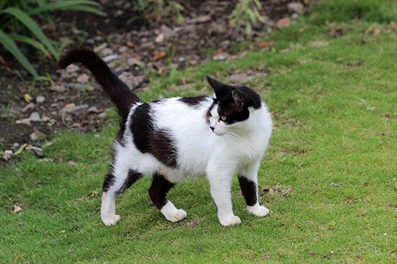 我が家のニャンコ♪2014/07/17-3