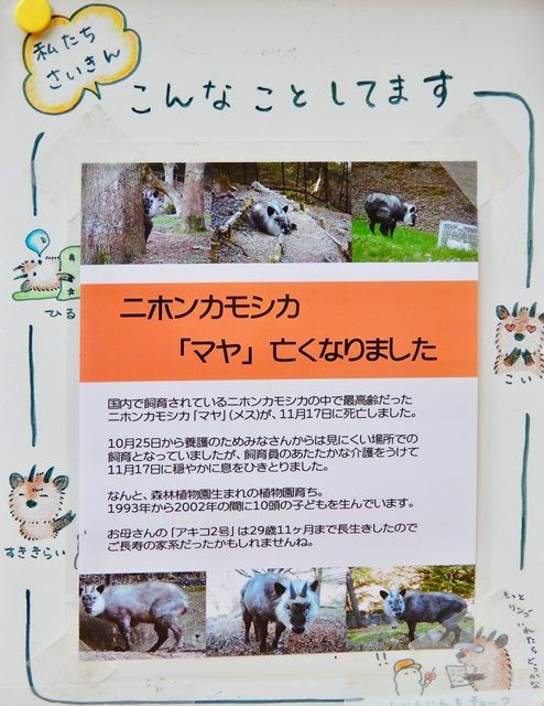 カモシカ園3