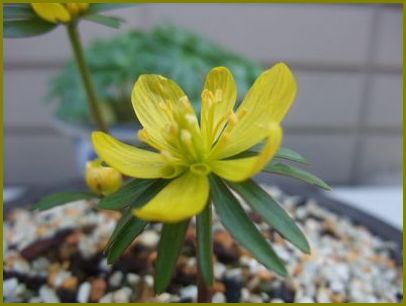 ３月４日 黄花節分草開花待ち詫び春の色 花の歳時記 天南星の魅力 山野草 楽天ブログ