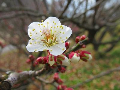 植物公園緑花センターの梅の花が咲き始めました 愉快な写真館 日暮らし日記