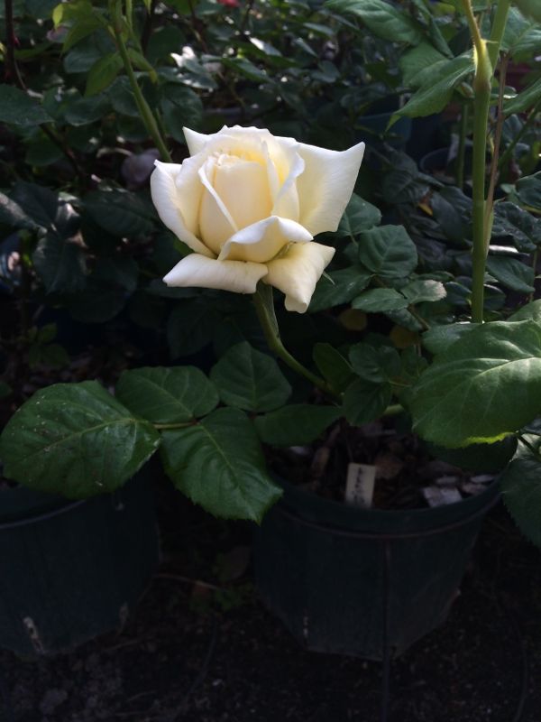 rblog-20140519111654-01.jpg