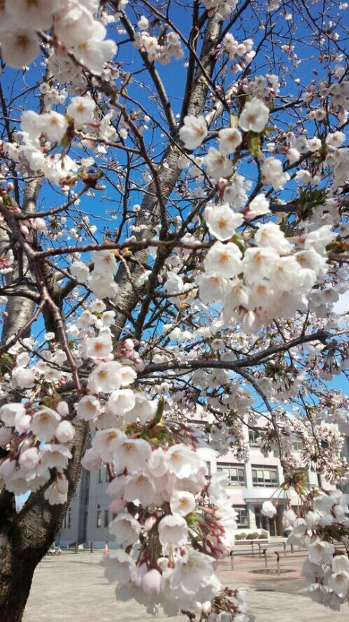 rblog-20170423093338-00.jpg