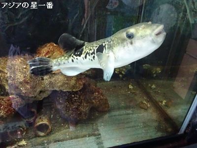 20160523 有明湾干潟9