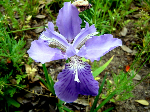 一初の花