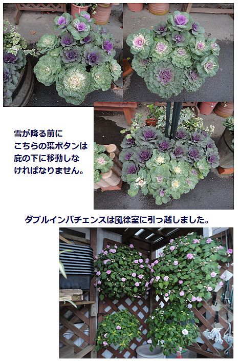 引っ越し予定の葉牡丹