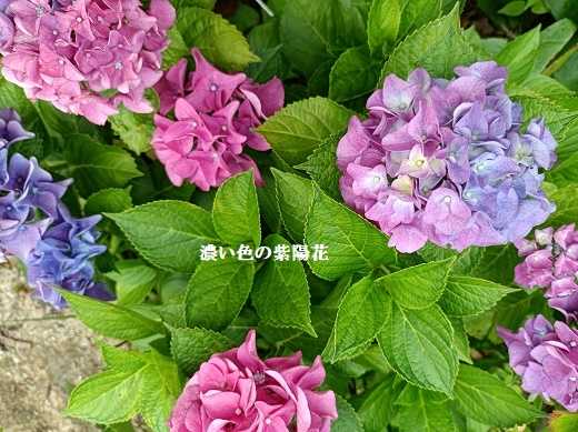 今日も暑かった：雨が待ち遠しい | 節約でハッピーライフ！ - 楽天ブログ
