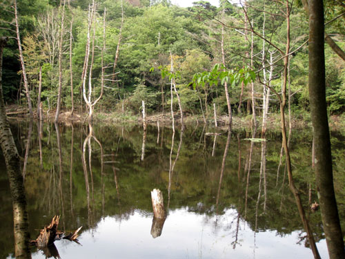 雌池