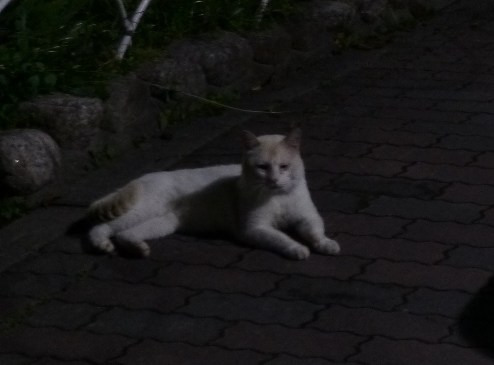P1130543.JPG