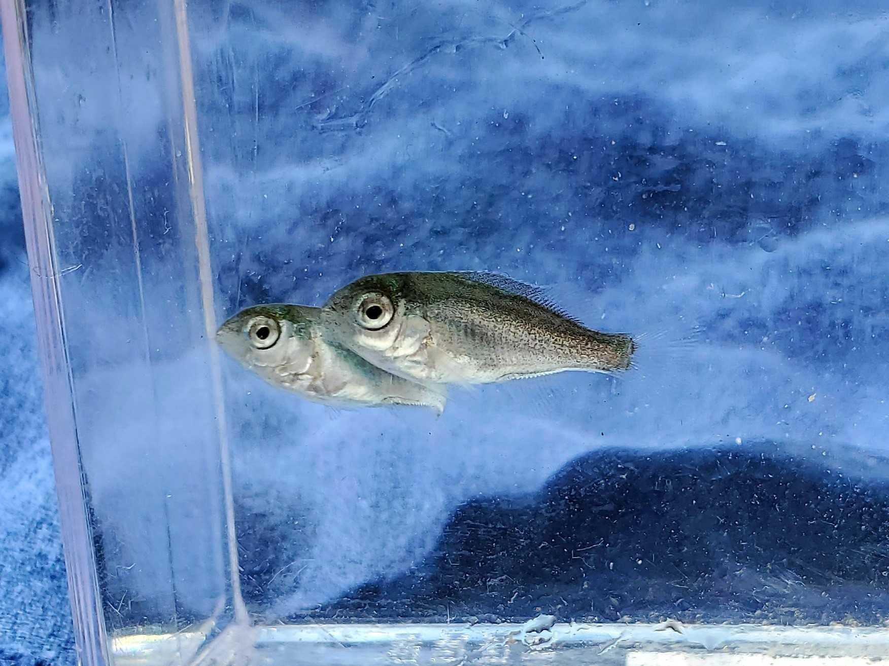 魚採り 魚と日常ブログ 楽天ブログ