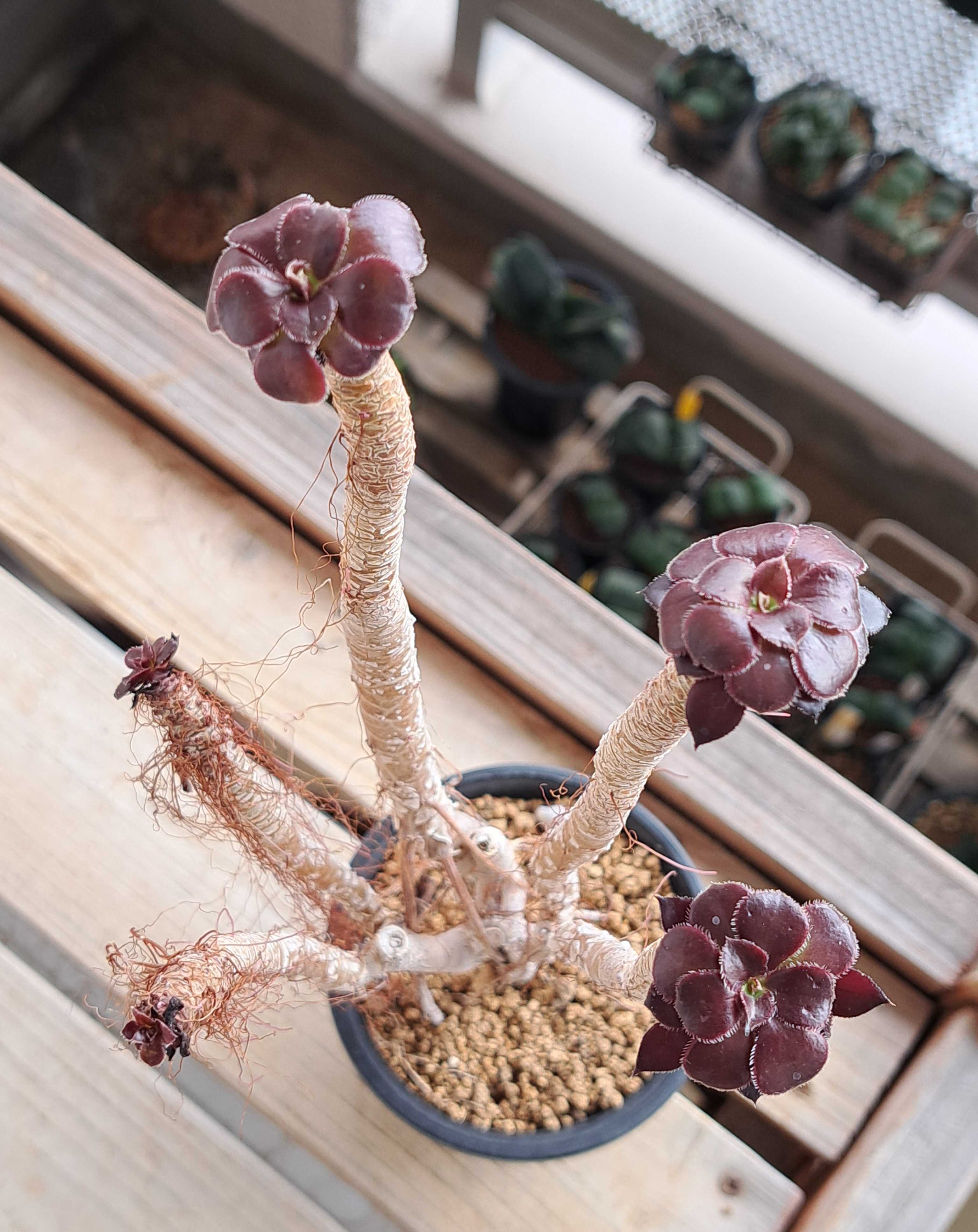 アエオニウムの様子を見る.その3.黒法師 | デルオの多肉日記 - 楽天ブログ