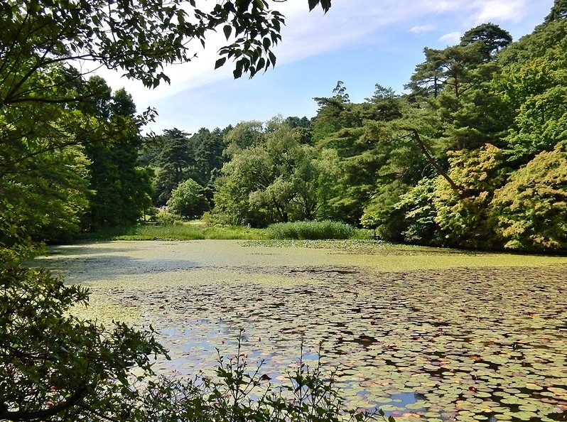 長谷池14.JPG