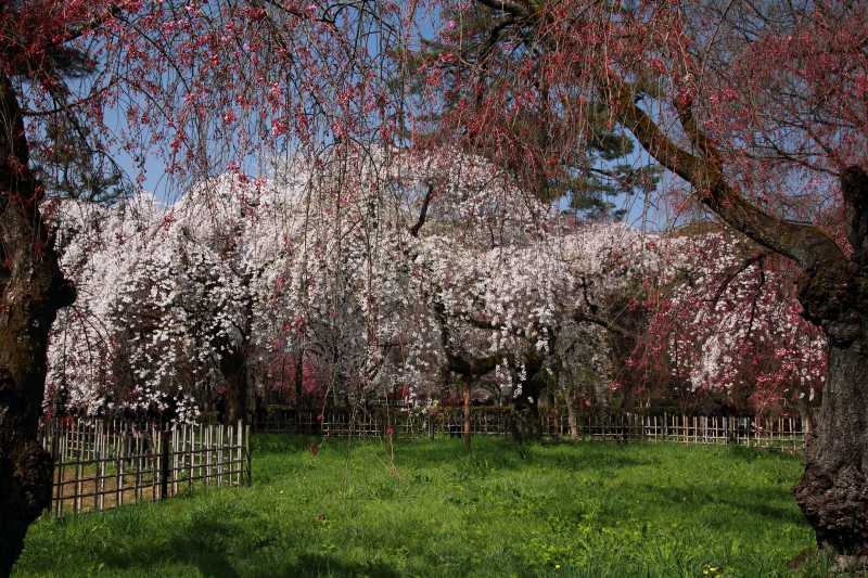 近衛邸跡糸桜_004.jpg