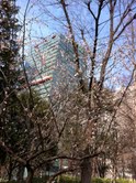 桜１.jpg