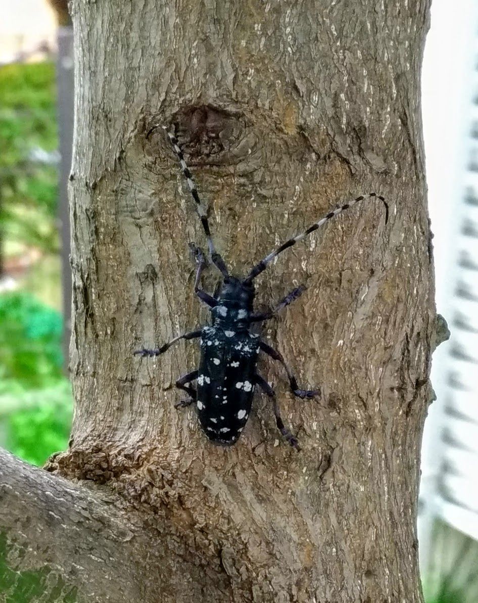 カミキリムシの害 もみじの変 憧れの雑木のお庭をめざして Woods Garden 楽天ブログ