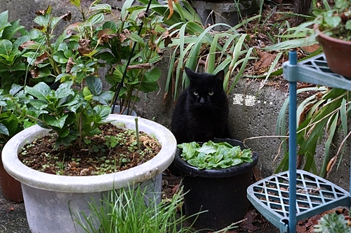 植木鉢と猫