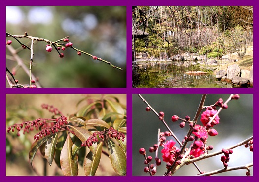 4コマ写真：紅梅、万葉の池、アセビ.jpg