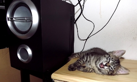 すずひめ　ねむい　ウーファーの横　01　8月20日.jpg