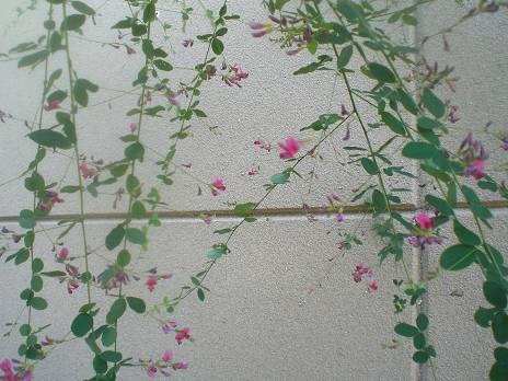 萩