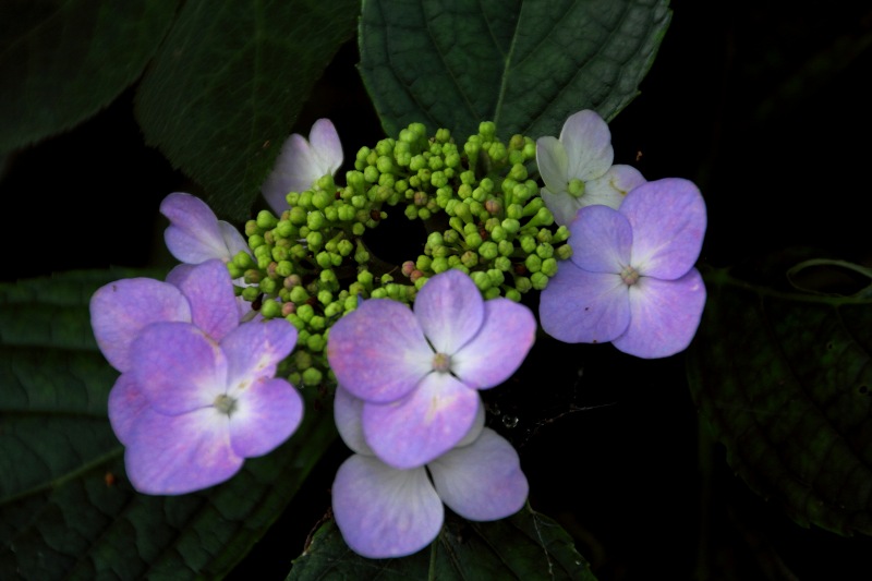 中千本公園の紫陽花_10.jpg