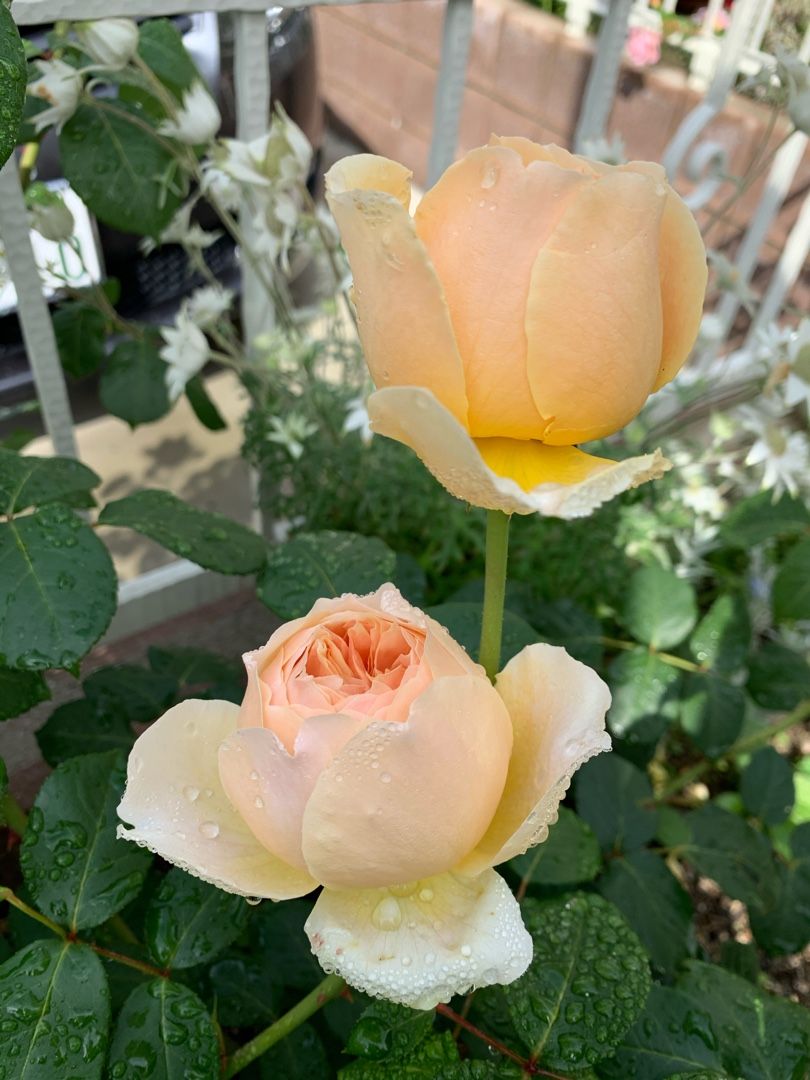 バラの花柄摘み ジュード ジ オブスキュアかわいい いんぐりっしゅｒｏｓｅとマルチーズ 楽天ブログ