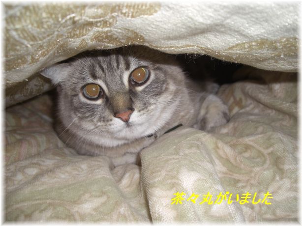 茶々がいました