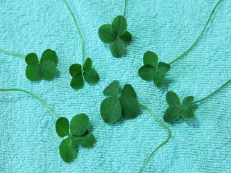 Four-Leaf Clover