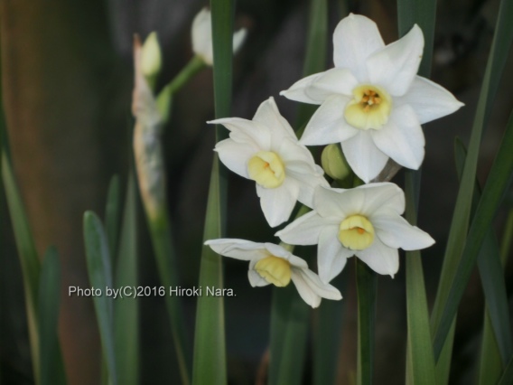 光景　sight0424　水仙　narcissus