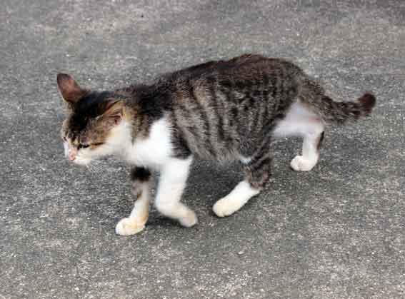 我が家のニャンコ♪2013/10/29-3