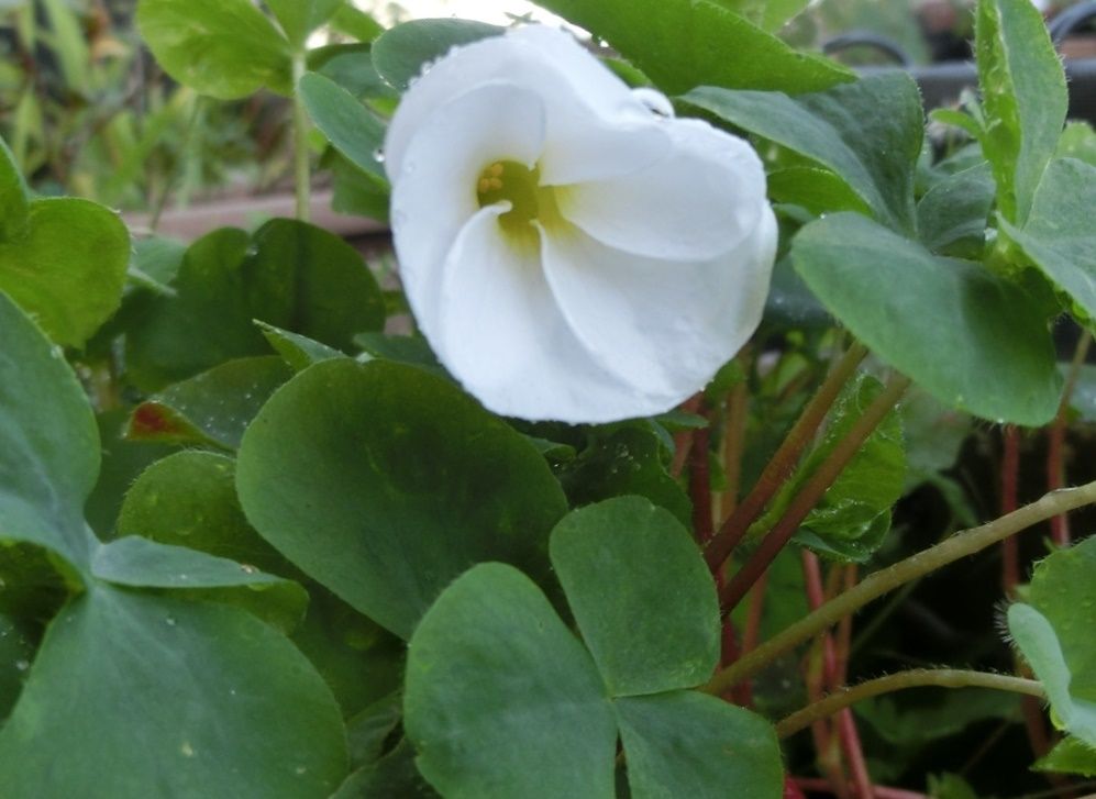 我家で咲くオキザリス４品種 だい のひとりごと 楽天ブログ