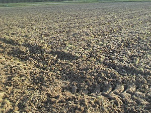DCIM0371-300-225.jpg